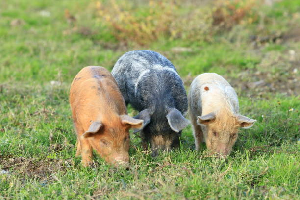 istock Cute funny animals on farm. Three little piglets. 1347214477