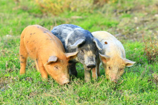 istock Cute funny animals on farm. Three little piglets. 1347214566
