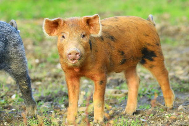 istock Cute little piglet on farm meadow 1347214570