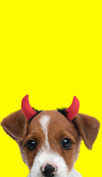 istock jack russell terrier dog wearing devil horns 1347214618