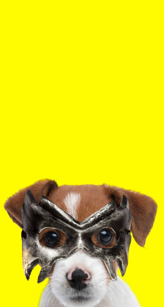 istock cute jack russell terrier dog wearing a mask 1347214648