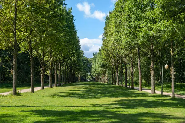 Lawn and treelined alleys in Tiergarten Park in city of Berlin, Germany.