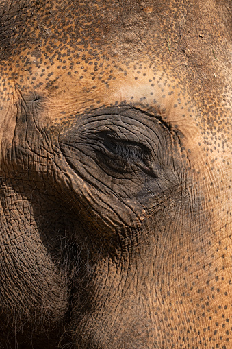 The Asian elephant (Elephas maximus), eye and skin details, family: Elephantidae, region: India, South East Asia.