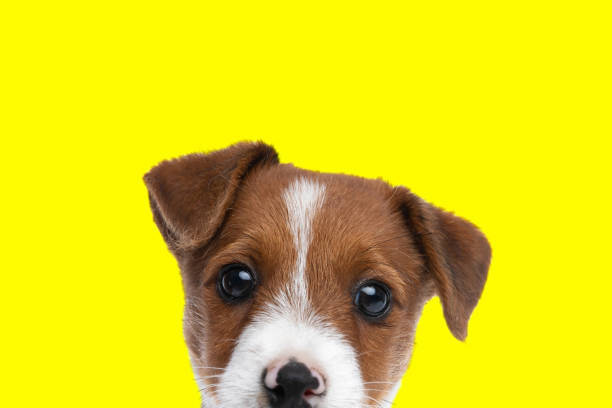 istock jack russell terrier dog hiding his face 1347214875
