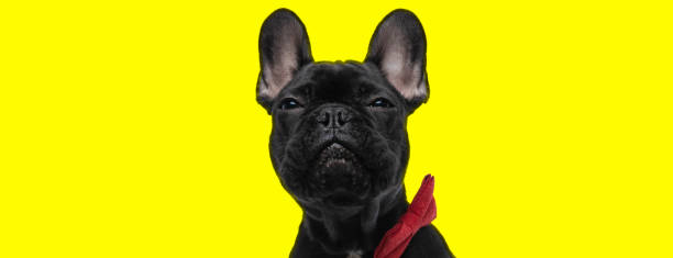 istock french bulldog wearing a red bowtie and looking at camera 1347214886