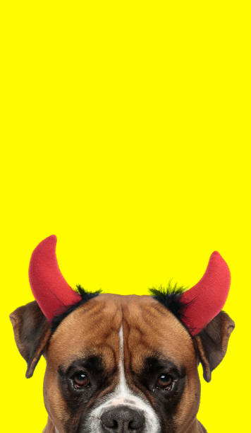 istock boxer dog wearing devil horns and hiding his face 1347214921