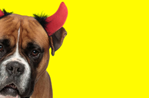 istock boxer dog wearing devil horns and hiding his face 1347214935