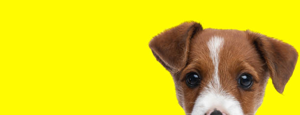 istock adorable jack russell terrier dog looking at the camera 1347215262