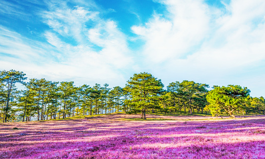 Amazing morning landscape of Dalat, Vietnam with pine forests, pink glass hills in the highlands. In spring the grass flowering and change the color to pink, sun rays and fog. Travel and landscape concept.