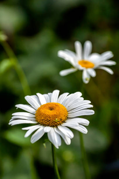 istock delicate fresh white daisies in the morning garden, macro 1347216326