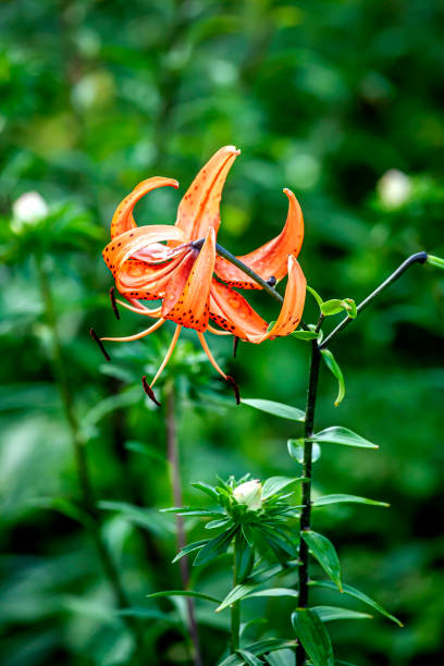 istock bright orange tiger lily in the garden 1347216345