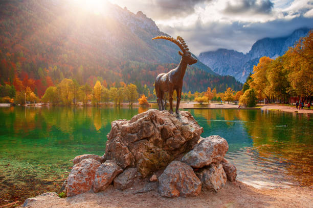 Bouquetin of French alps alone in mountain
