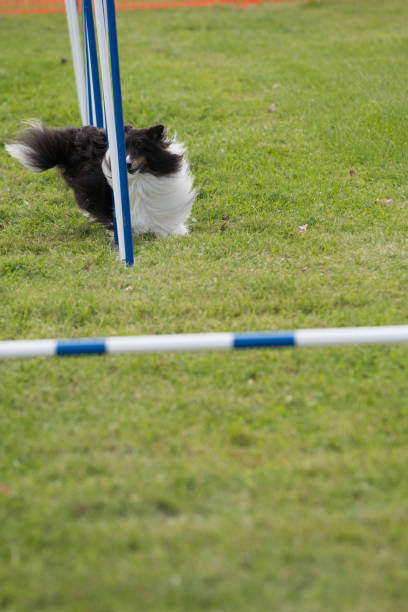istock Dog running weave poles 1347216785