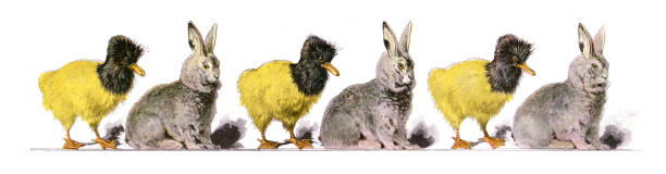 bildbanksillustrationer, clip art samt tecknat material och ikoner med line of kiwi and rabbits drawing 1897 - easter vintage