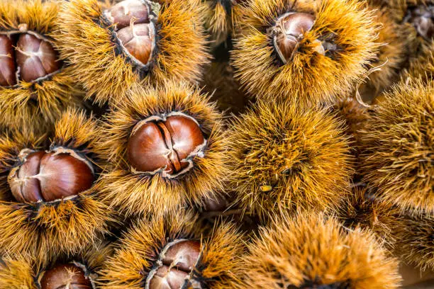 The colors of autumn in a basket of sweet chestnuts still in their hedgehog. Chestnuts are a natural and autumnal product much loved in the typical Mediterranean diet. The traditional Mediterranean diet consists of natural, healthy and fresh products, including fruits, vegetables and grains. Image in high definition format.