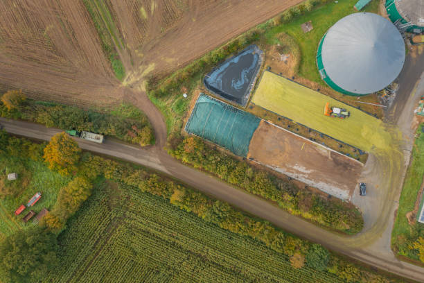 istock Preparation of forage corn for storage after harvesting.Forage corn processed for silage for livestock feed.Silage clamp at  dairy farm, compacting the freshly chopped maize with a heavy silage roller 1347219138