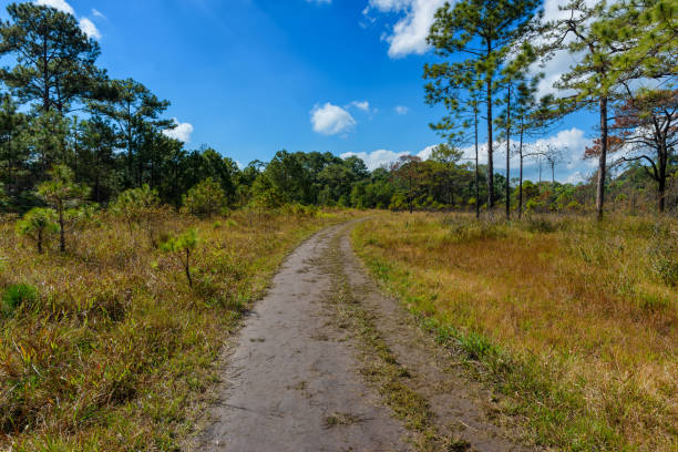 istock Dirt road with the meadow in countryside 1347219985