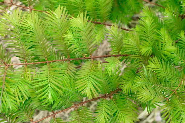 Photo of larch