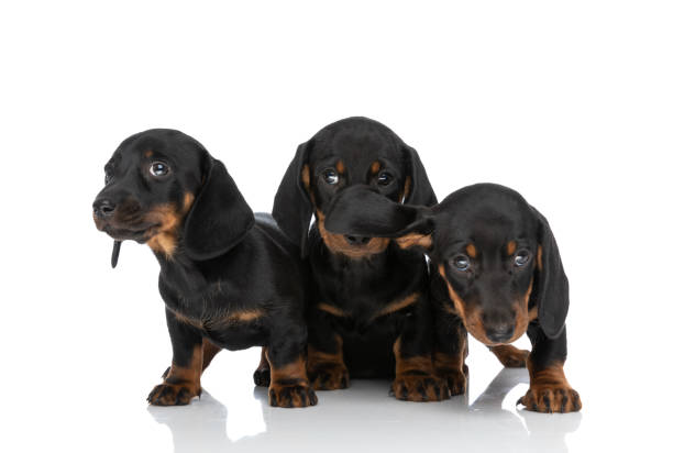 istock adorable group of three teckel dachshund puppies looking around in studio 1347221994