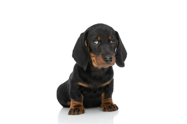 istock adorable teckel dachshund pup sitting and looking to side 1347222154