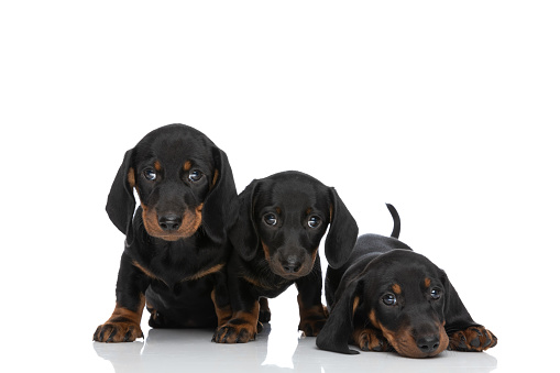 family portrait of 3 small teckel dachschund puppies standing, sitting and laying down in studio on white background