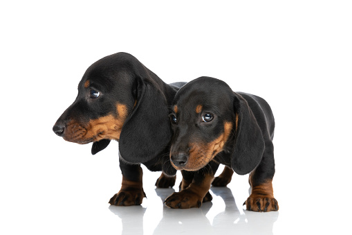 couple of adorable teckel dachshund puppies looking to side and walking isolated on white background in studio