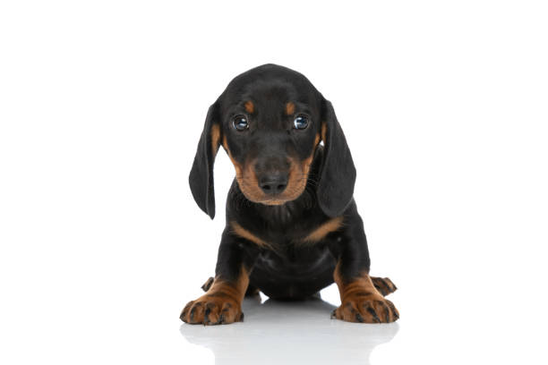istock lovely little teckel dachshund dog looking to side 1347222485