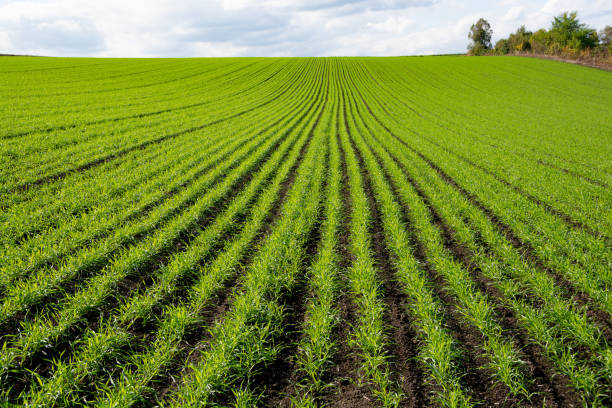 istock Autumn field of green wheat seedlings 1347223404