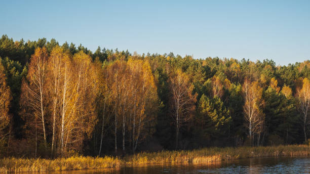 istock Colorful autumn forest by the lake 1347225402