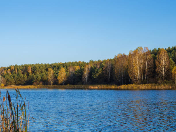 istock Colorful autumn forest by the lake 1347225413