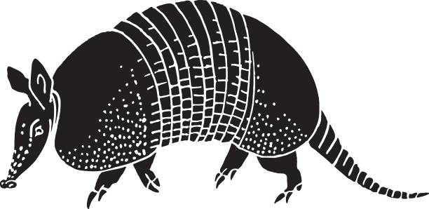 ilustraciones, imágenes clip art, dibujos animados e iconos de stock de armadillo ilustración vectorial dibujada a mano - peludo