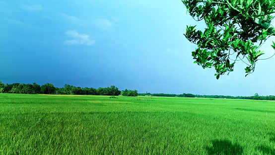 Beautiful landscape with Paddy field and colorful sky background, bangladesh. shailkupa jhenaidah.