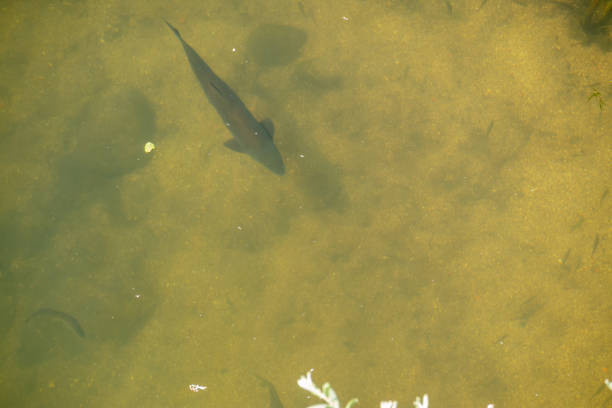 Barbo fish swimming and looking for food brought by the current of the clear water river, overhead view.