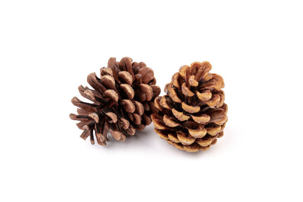 istock Pine cones isolated on a white background, photography 1347227501
