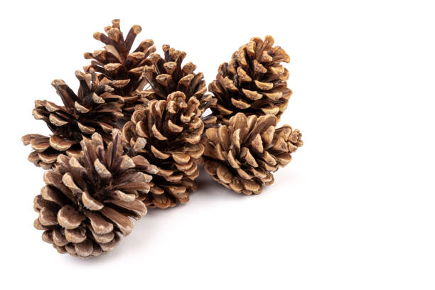istock Pine cones isolated on a white background, photography 1347227518