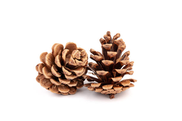 istock Pine cones isolated on a white background, photography 1347227549