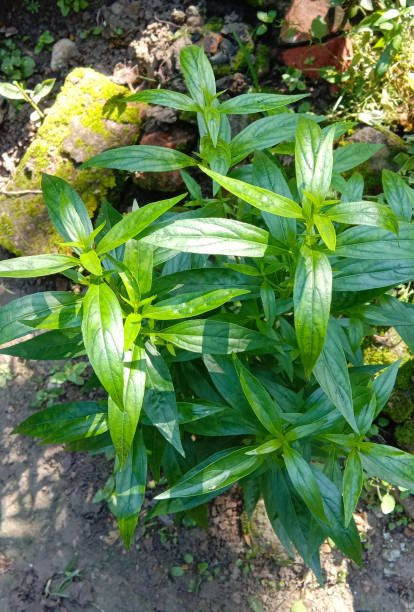 Kalmegh plant. Kalmegh herb is used as a medicinal plan in India. Kalmegh is a herbal medicinal plant found in India. Green leaves are used to control blood sugar,helps to get rid of worms in intestine. Kalmegh hurb is also used for ayurvedic treatment. Its leaves taste bitter. This plant helps to prevent illness in human body. planta de kalmegh. la hierba de kalmegh se utiliza como un plan medicinal en la india. kalmegh es una planta medicinal a base de hierbas que se encuentra en la india. las hojas verdes se utilizan para controlar el azúcar en la sangre, ayuda a deshacerse d