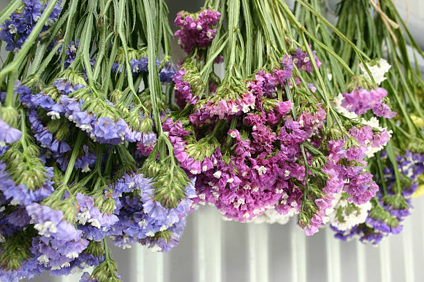 Pink and mauve Statice Limonium sinuatum  flowers hanging to dry