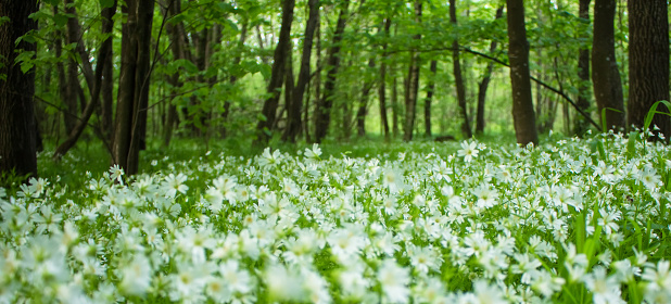 a glade of white flowers in the forest