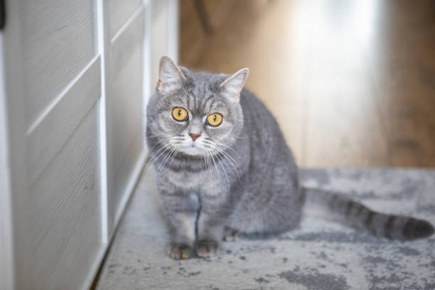 istock grey british domestic cat with yellow eyes 1347229846