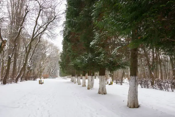 Photo of city park on a cloudy winter day