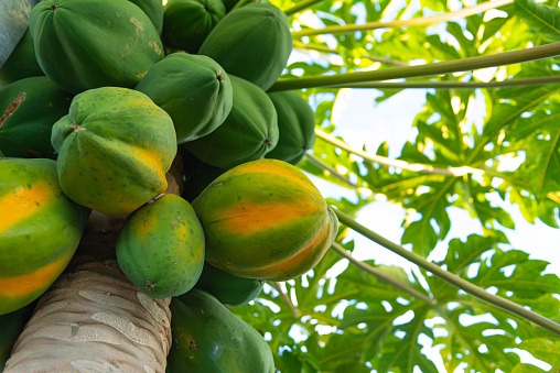 Carica papaya L. plant with fruits. Tree Considered of great nutritional value and medicinal power, several parts of the papaya tree are used for this purpose, each one with its respective therapeutic properties.