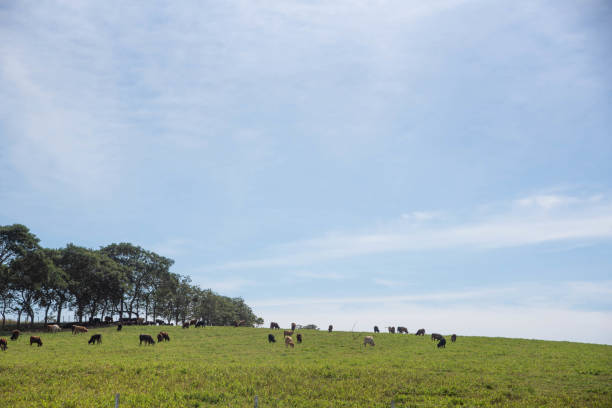 istock Farm animals in extensive breeding on a livestock farm 1347230141