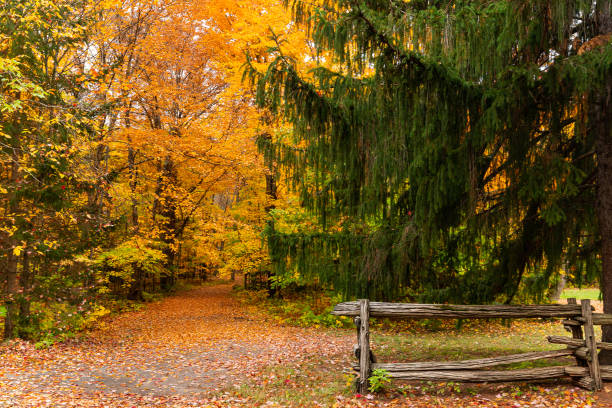 istock AUTUMN LANDSCAPE IN THE UPPER LAURENTIANS IN CANADA-8 1347231817