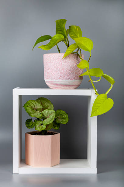 istock Indoor flowers in white cubes 1347233746