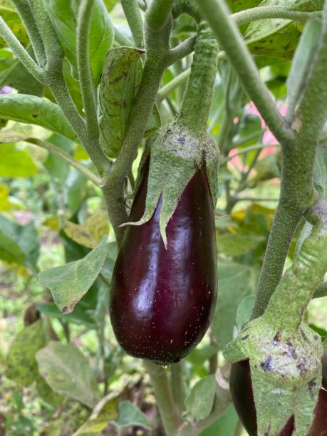 istock Eggplant plant with its fruit. 1347234946
