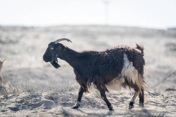 cabra doméstica ou cabra, capra hircus, andando no campo - goat animal black domestic animals - fotografias e filmes do acervo