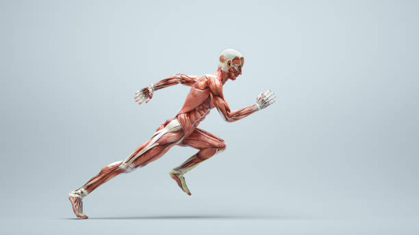 sistema muscolare maschile in esecuzione su sfondo bianco. stile di vita sano e concetto di sport. questa è un'illustrazione di rendering 3d - muscoli foto e immagini stock