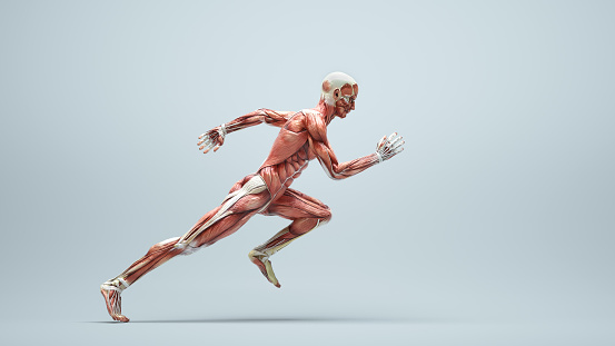 Male muscular system running on white background. Healthy lifestyle and sport concept. This is a 3d render illustration