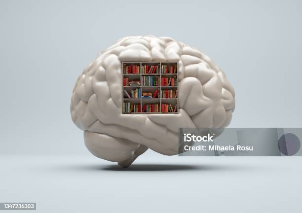 Human Brain With A Library Inside And Books Mind Training And Self Development Concept This Is A 3d Render Illustration Stock Photo - Download Image Now